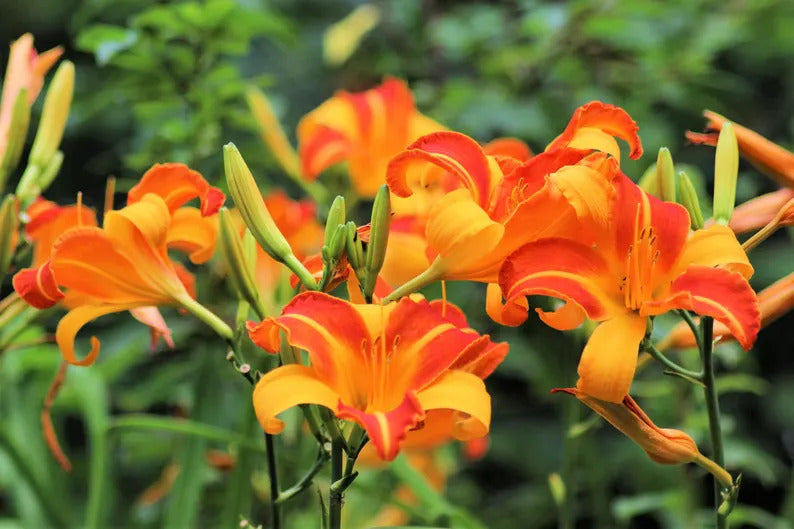 d19a25c1-6dc6-4b25-a5e9-8a132172a32f