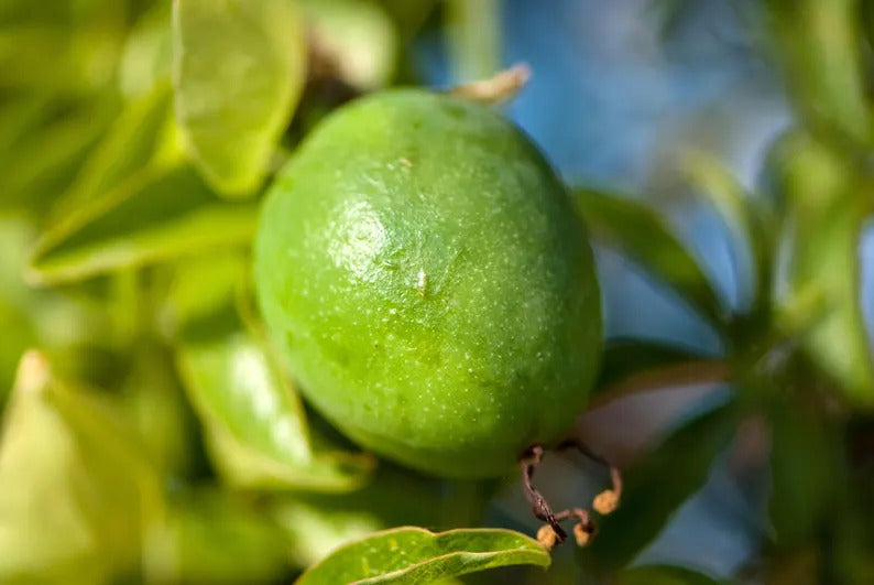 25165b1a-fa9e-4e27-9a84-3f21835827e2