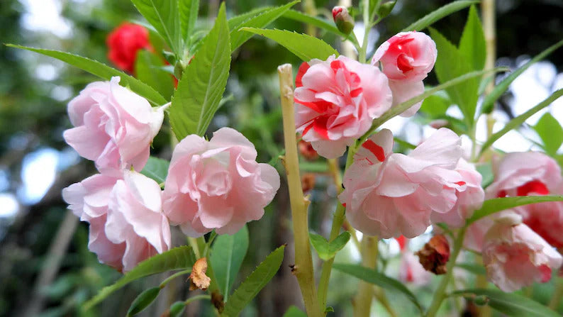 29540f47-e4d8-4c46-992f-11c723c3062c