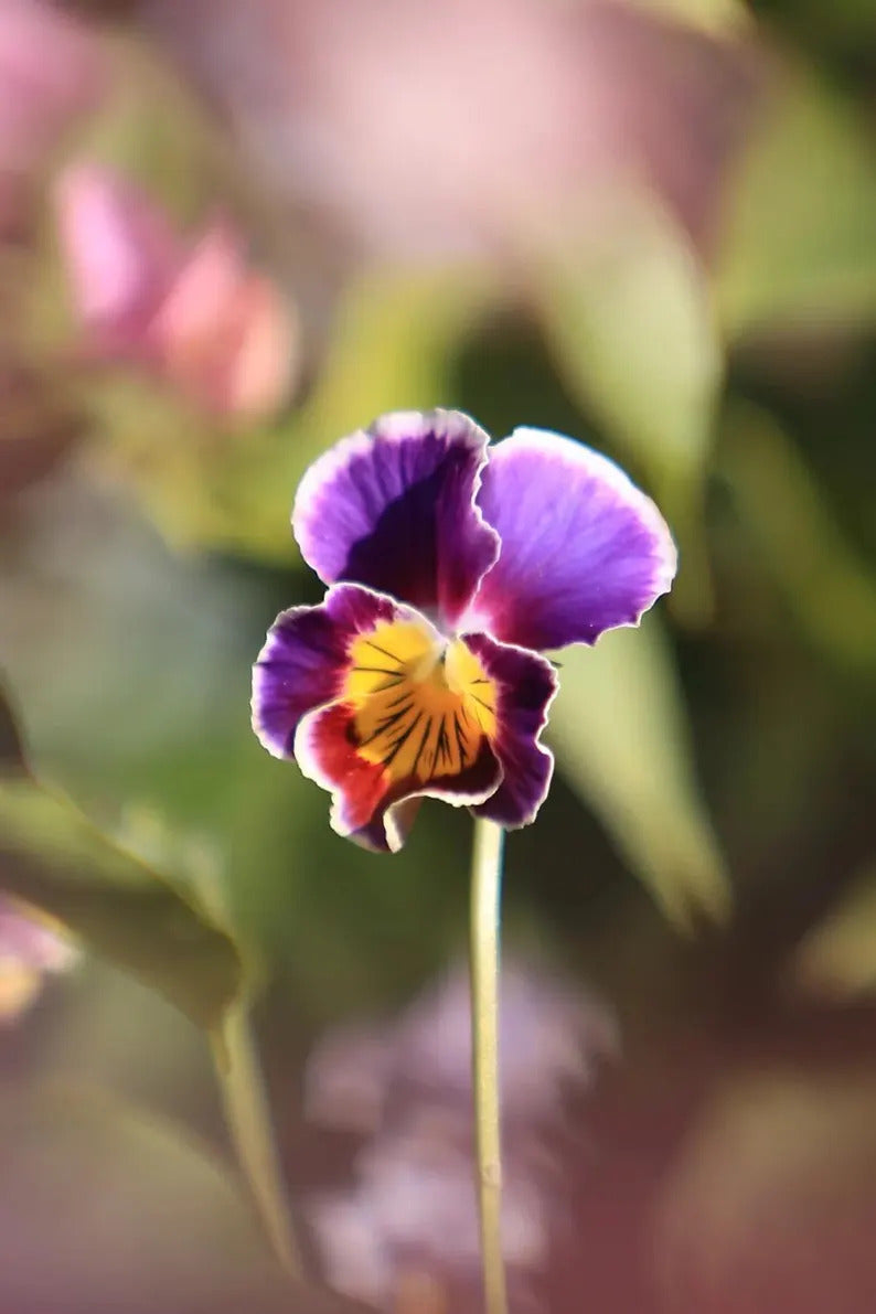 8929e006-22db-46e1-a66e-1e8d9c3fdd17