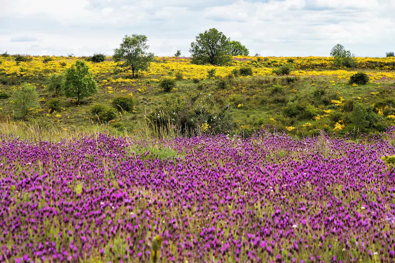 89f5e03a-5735-4cc7-9d5c-4fd0a9f3e712