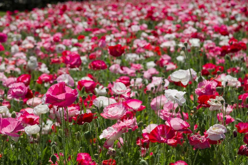 8a015c15-01a5-4e2f-a3b2-d45bff89667a