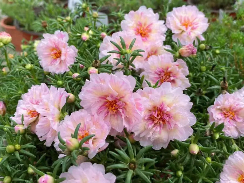 368aa0d9-5c8f-4577-bf29-52abe077ff78