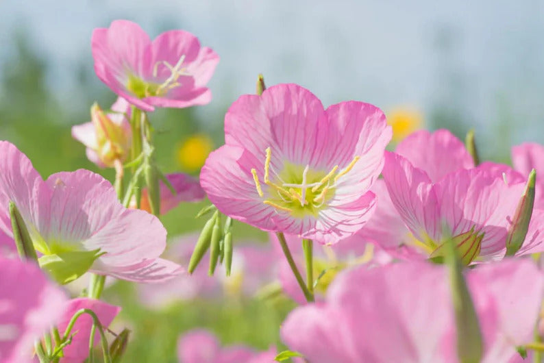 8b56d48c-06af-41b2-bc29-d844446db8b8