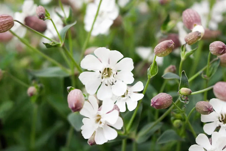 09a751f9-b6ac-4657-9791-a748828529be