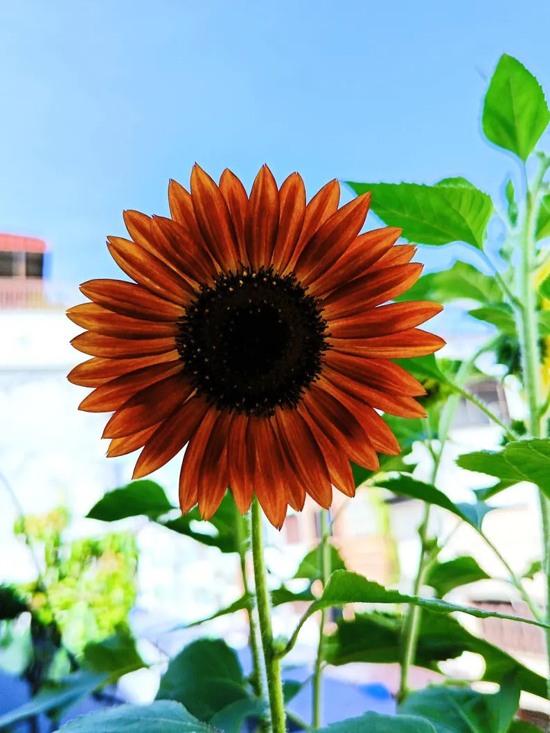 995c941c-5f59-4680-b5bc-14b9455bf0be