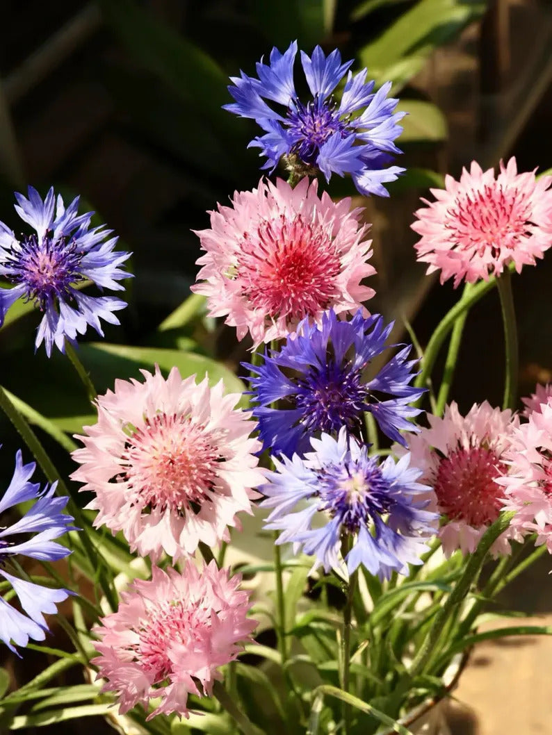 51c7d971-eb94-49e2-b33f-204db524dd4e