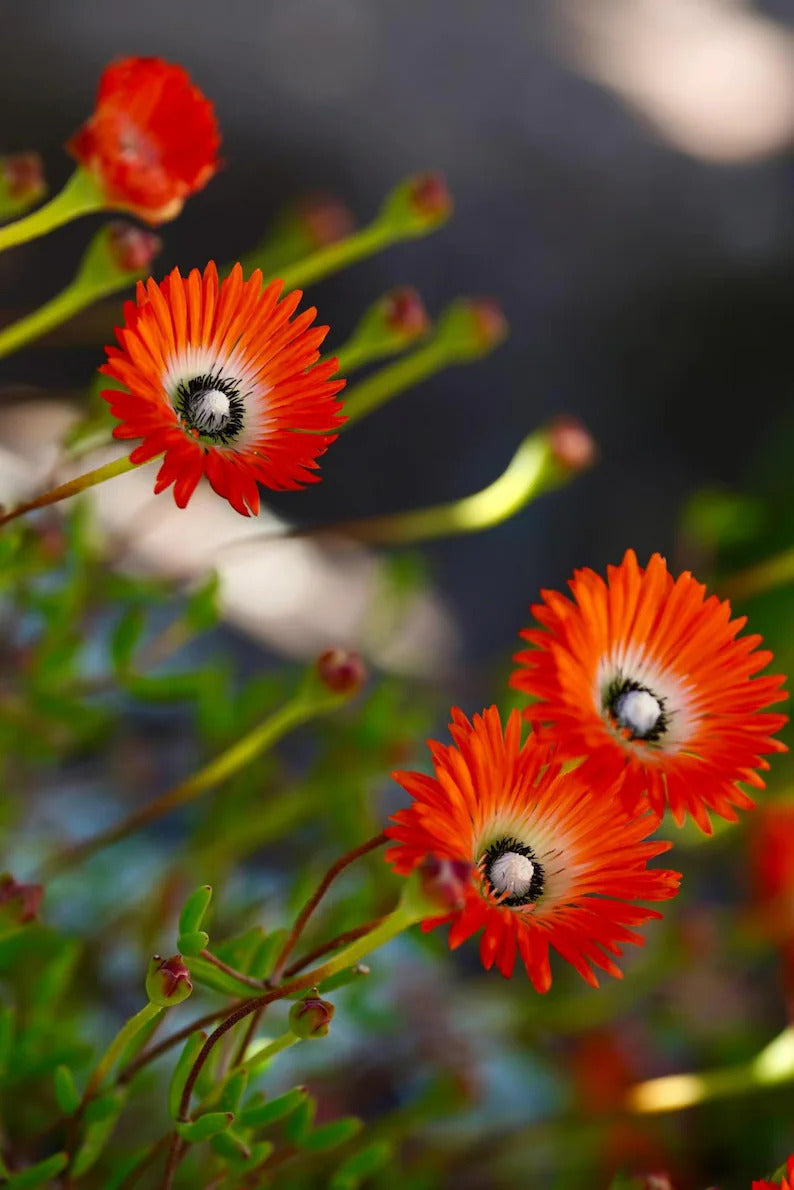 97865aa9-b841-43a5-943c-28368da2e0d2