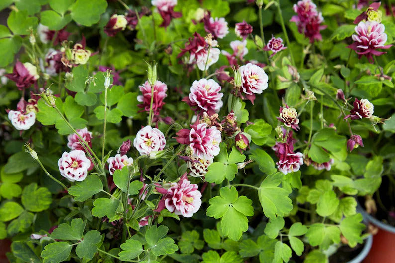 500420cd-c202-4fce-bee0-c32fa174a15e