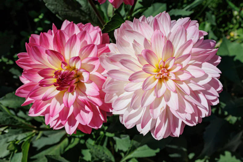 6b6c8a16-ffba-41cb-84e9-a94c9cb0c3fc