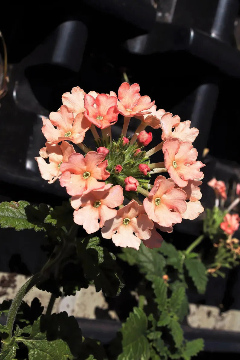 4e11e04d-df47-484c-b470-d0191f27acc1