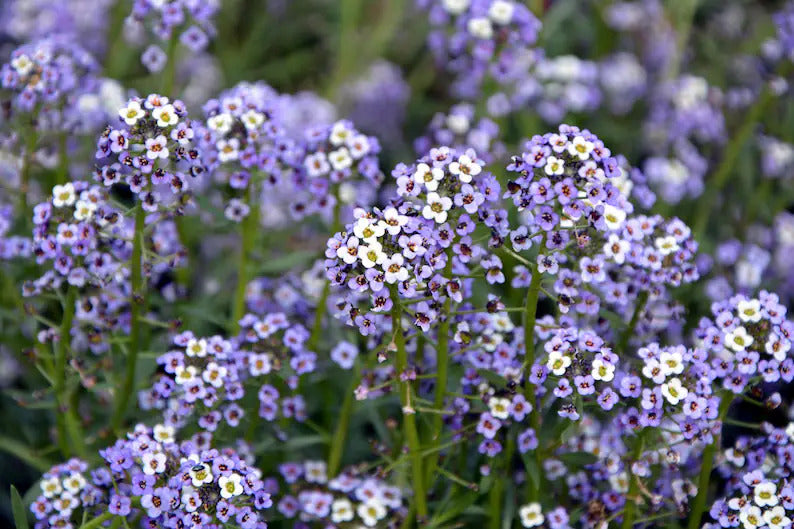 5629d0e0-d953-4ee7-b651-26c36066b3ca