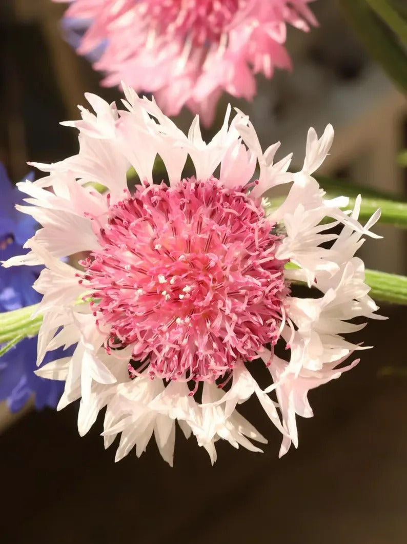 dc0d9df4-b829-4141-ab5d-ba5c66ff3217