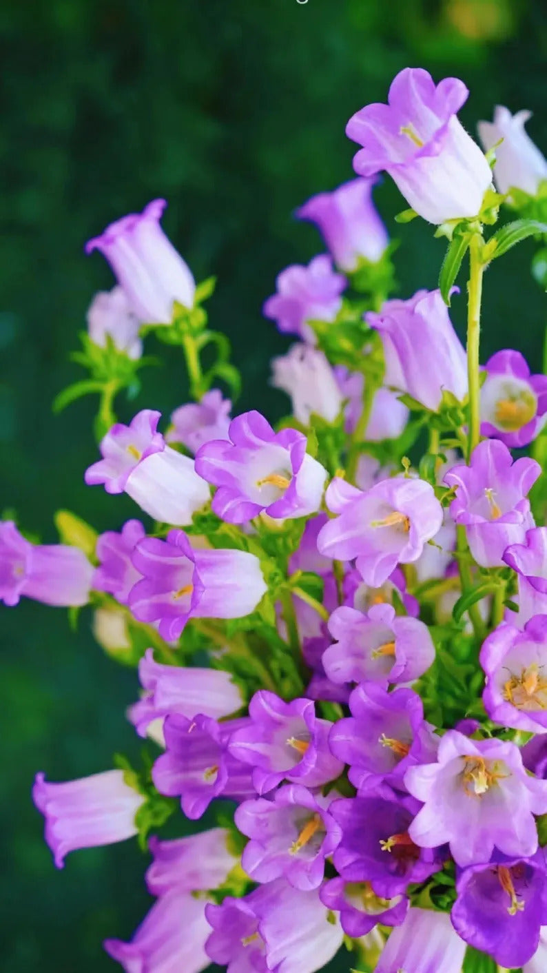 e0b25fc6-fed0-44aa-b56f-3cceaef54ab1