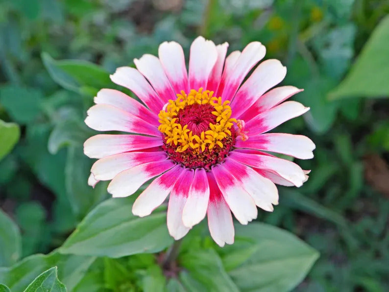 0d121ae1-ceab-4a47-9510-049a85c49cde