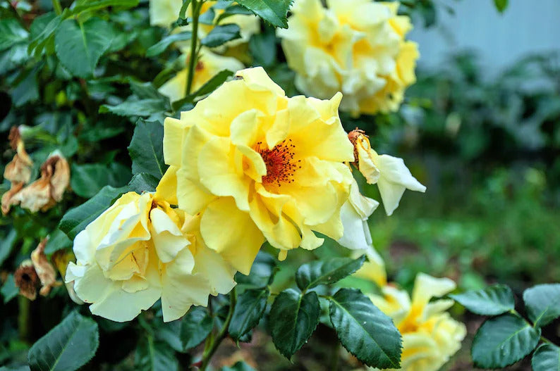 25e14e9b-8d9e-4ba8-9535-e0b4f28a7e3f