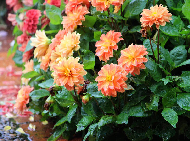 1d510dd6-54f8-4fec-a6fc-ccfec37c9637