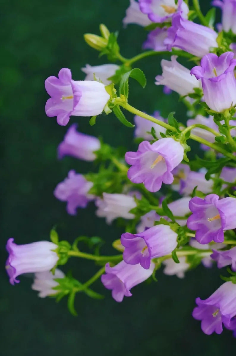 177a1069-d9e2-495c-b9db-57792eb19fef