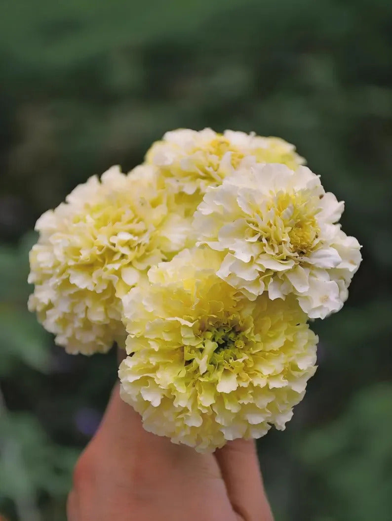 8e3623e5-fb3f-453a-b046-9a20f67dff9e