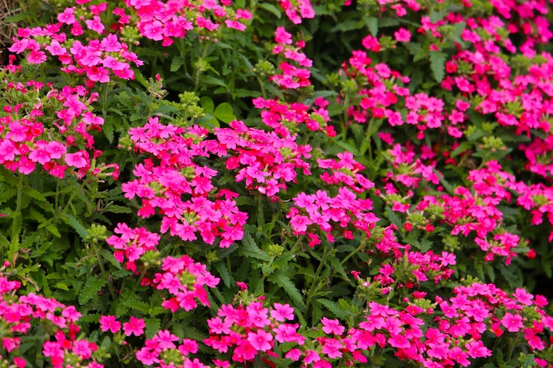 fde2b8e3-8e87-4be7-bf2c-c7ed3e62e589