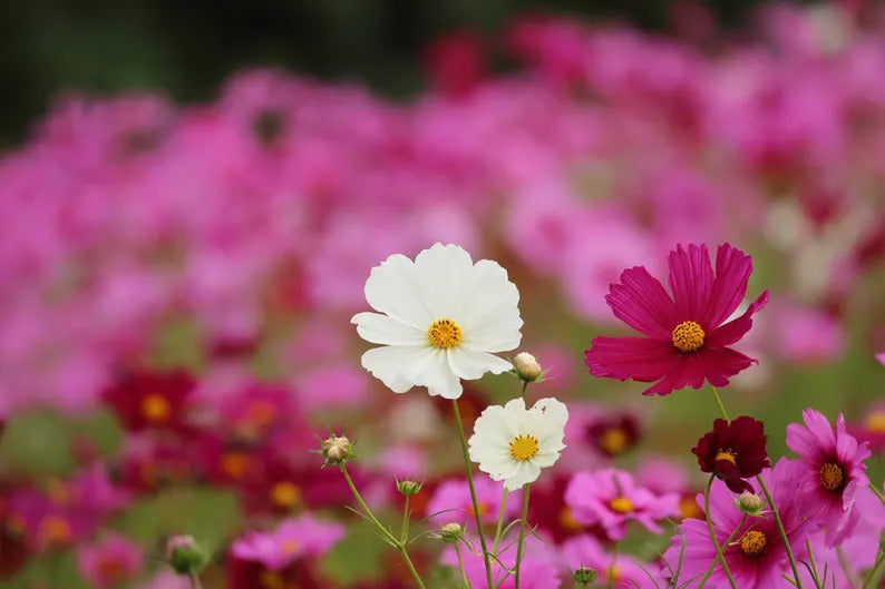 53596a55-6064-402d-a178-526f393f8998