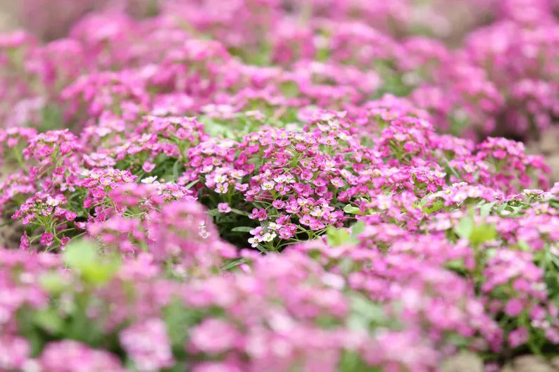 bd954aff-e2d0-449d-b60b-deb170b8050e