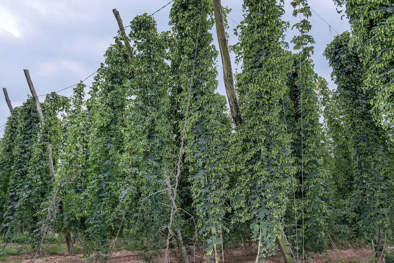 4057729d-e345-4150-bc91-4d30a1a5d371