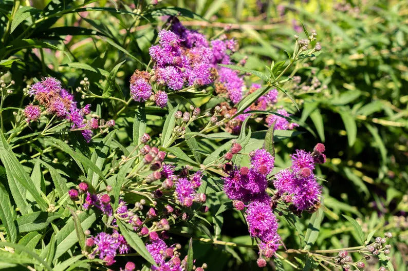 27e09c3d-f540-4660-89ba-38948f046246