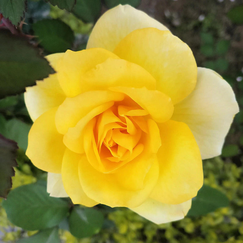 b366de09-490b-480b-8dfa-736c279c8532