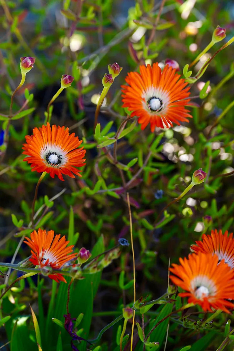 4f45ddcc-a7cd-4844-9557-80bd3f0e8c42