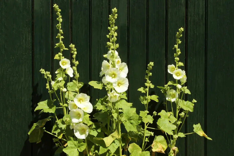 3831609f-6d9a-455a-b0fe-7f729076459f