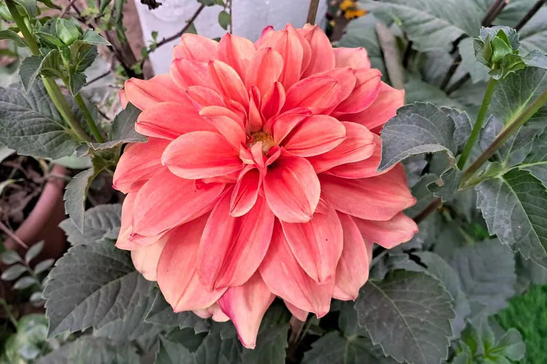 0b16eb42-9619-471d-b08e-65a086126e36