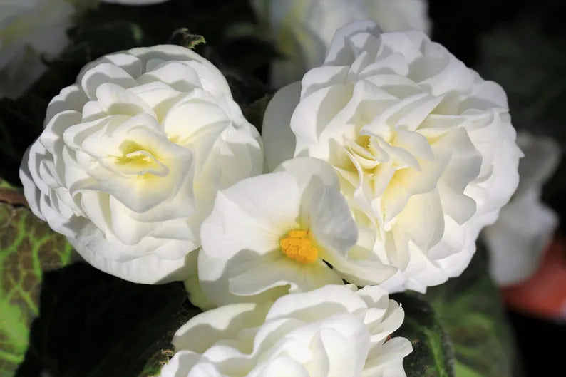 4619c275-8da8-4c08-8db9-67f054018179