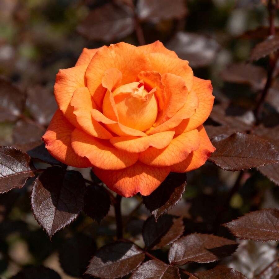 72d18364-3791-4aed-925a-33f497751142