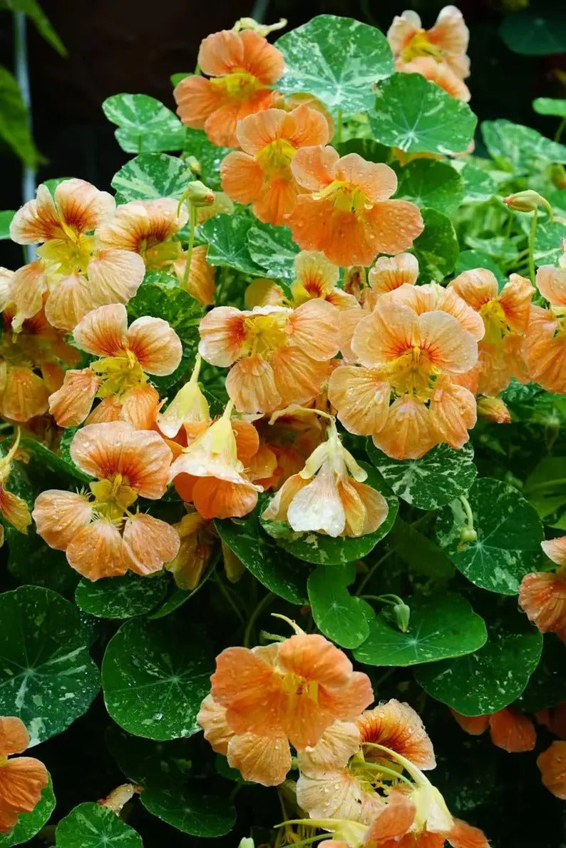 513b9446-458c-4062-89a1-d7606d130dac