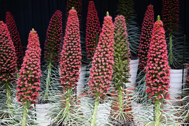 d1a4a2cf-1a4c-45e3-bdd7-beec7735fa8b