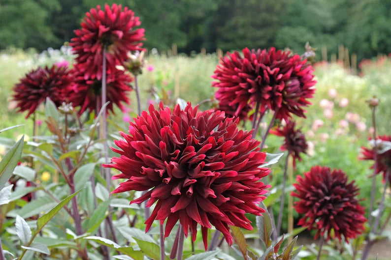 f4979a5b-4614-40d3-8eab-9c1a7e35b41c