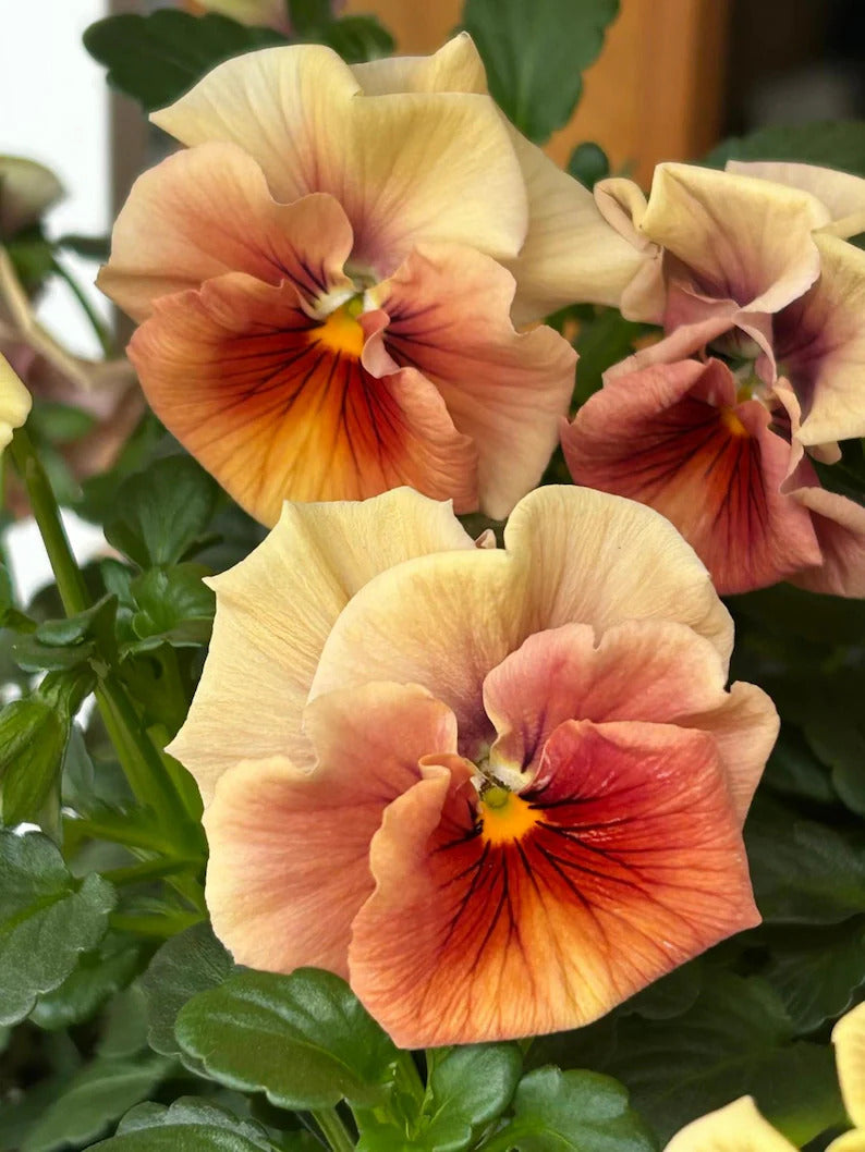 02319c14-cdfa-4859-b41f-0c38a1a10d81