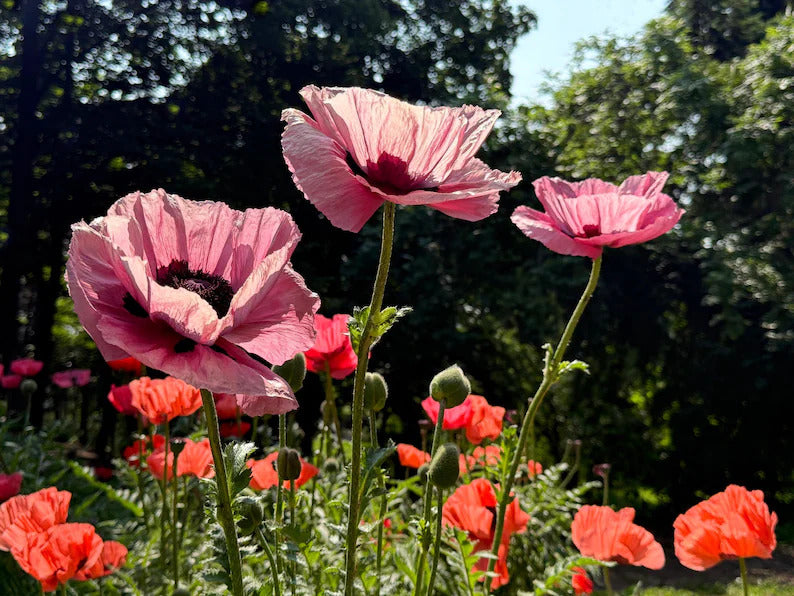 9069f0f5-cfb7-4708-97ff-fbedcfcff5ea