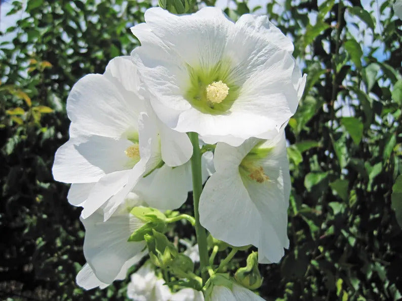 d58e7e3c-0b7c-45b9-aa6a-7e334b6cbf9e