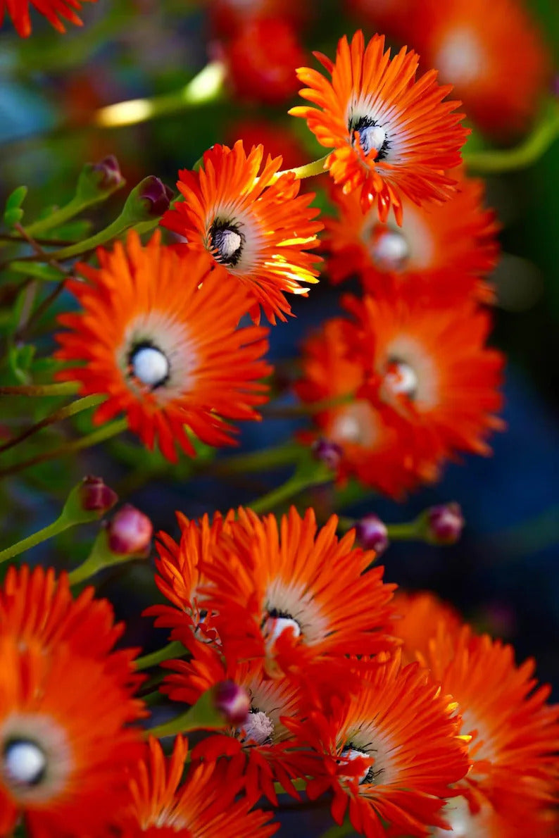 e738b07c-5c0d-46ba-bdaf-1f5aa2c2b915