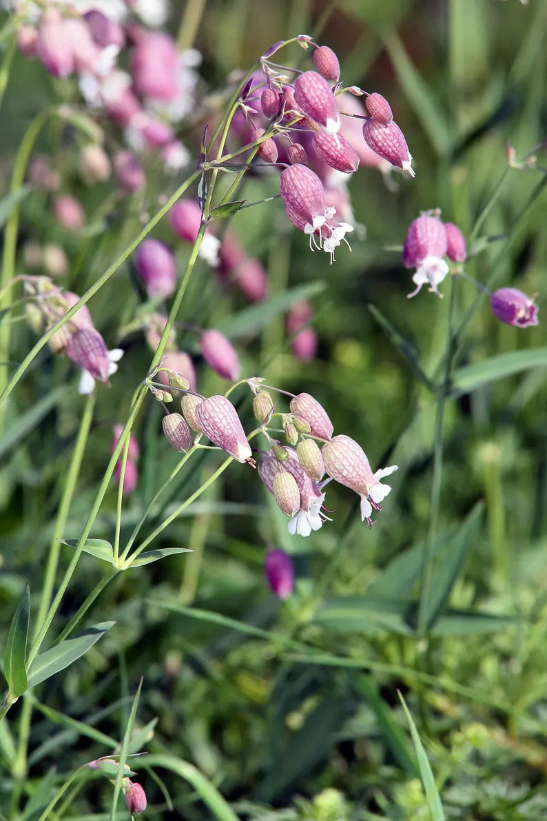 b038e588-6bb9-4270-8f8f-8b63d99bc6cc