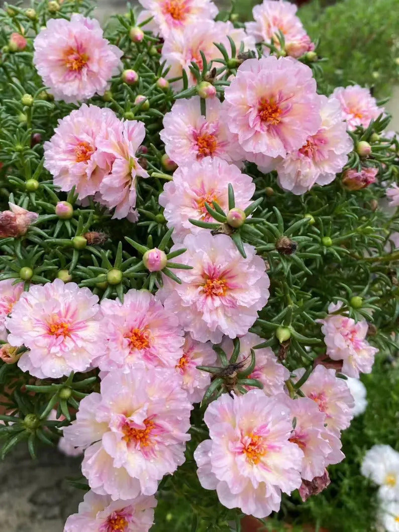 dd3db25c-2053-4c32-93a7-be55119a1270