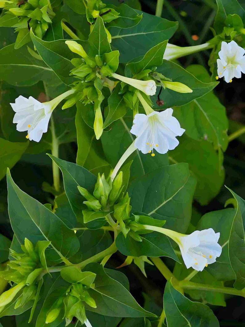 06cb5402-d035-4b78-bda0-9cb8b6bde221