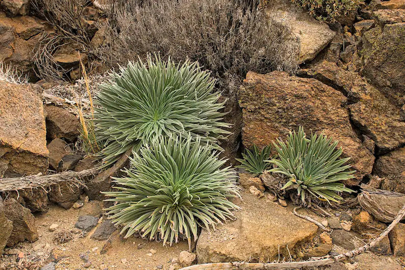 fcc5fa2b-a3b4-4aec-bd6f-76b22a2f09d8