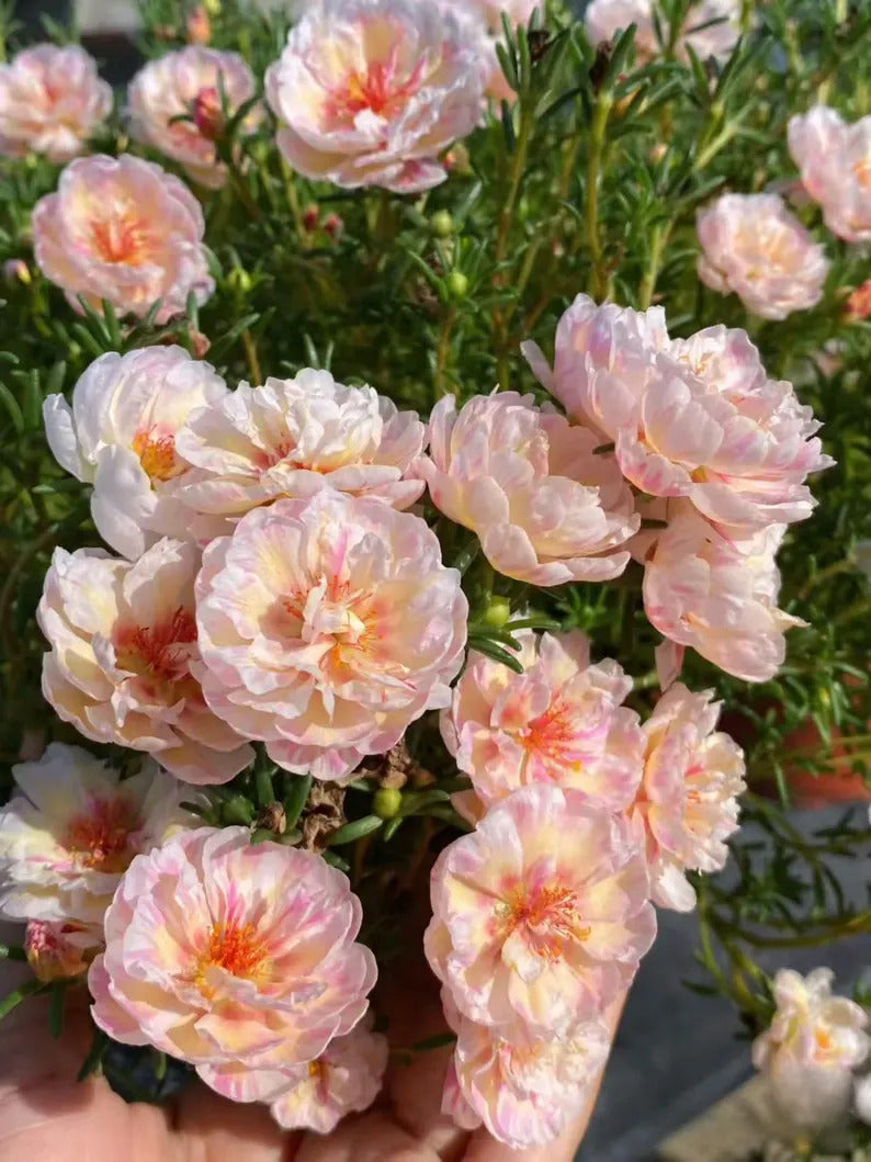 36c3f159-fbdb-4521-8076-e69aabe9efca