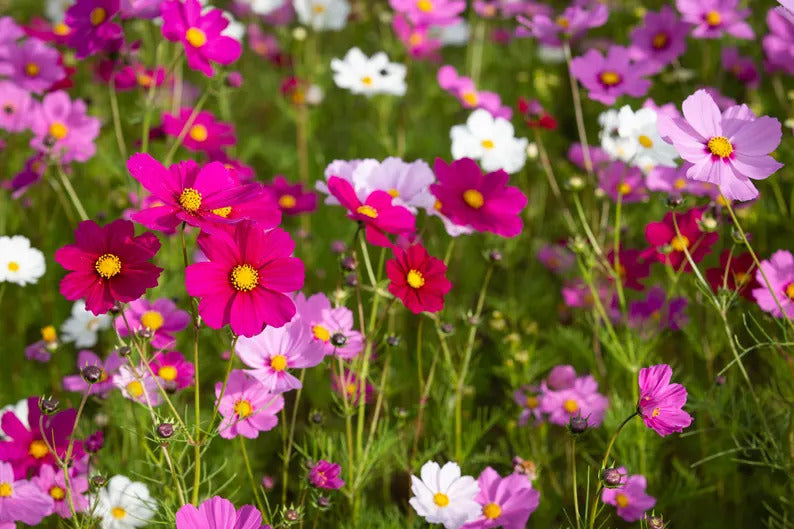 912b6783-625e-4ffe-bce4-3cea79367b29