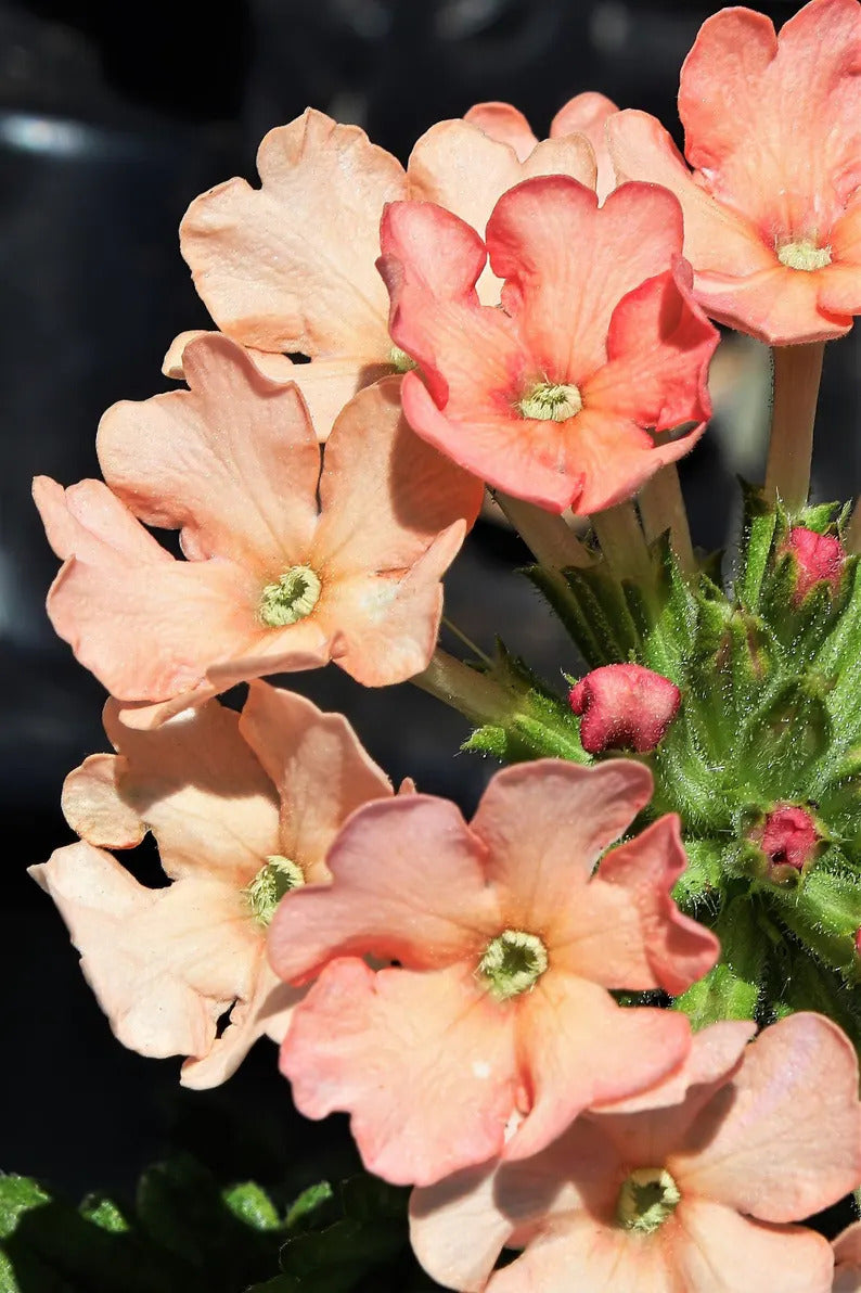 d2441364-8f10-4c3f-a6df-efdc497ba58c