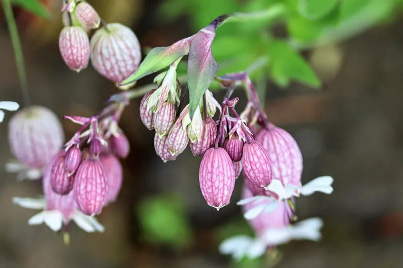 547ce556-ee7c-4306-b665-d19bfec5ba25