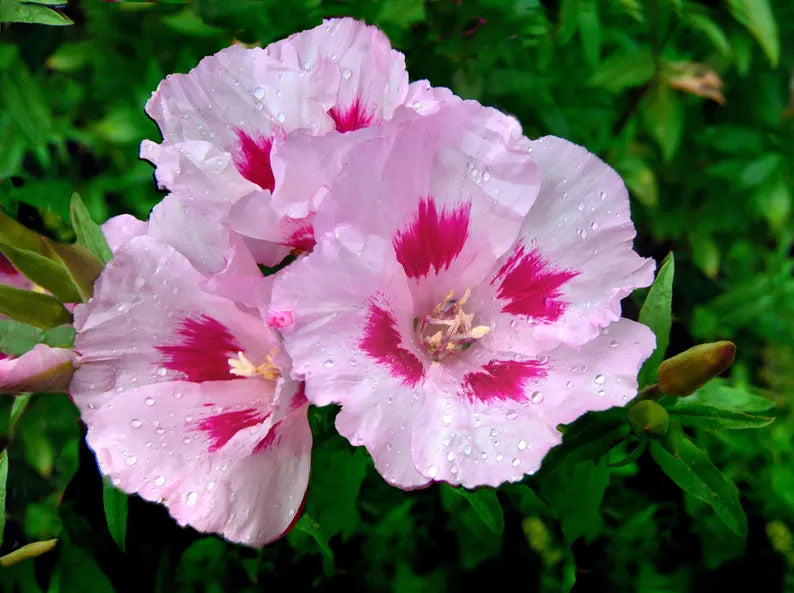 4c79dd9d-9976-45b5-9796-135fce9cd67a